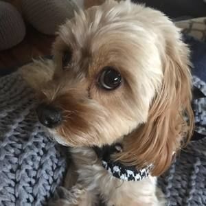 Meet your Posher, Alita